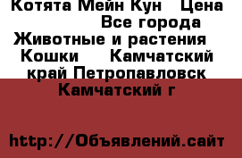 Котята Мейн Кун › Цена ­ 15 000 - Все города Животные и растения » Кошки   . Камчатский край,Петропавловск-Камчатский г.